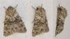 Hecatera dysodea